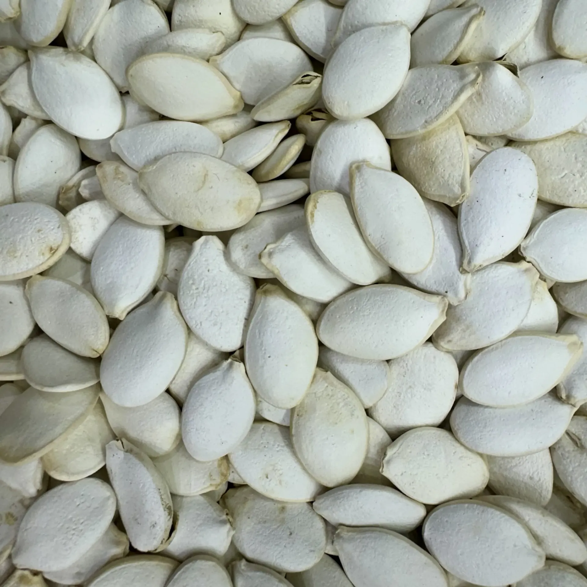 بزر ابیض محمص بدون ملح