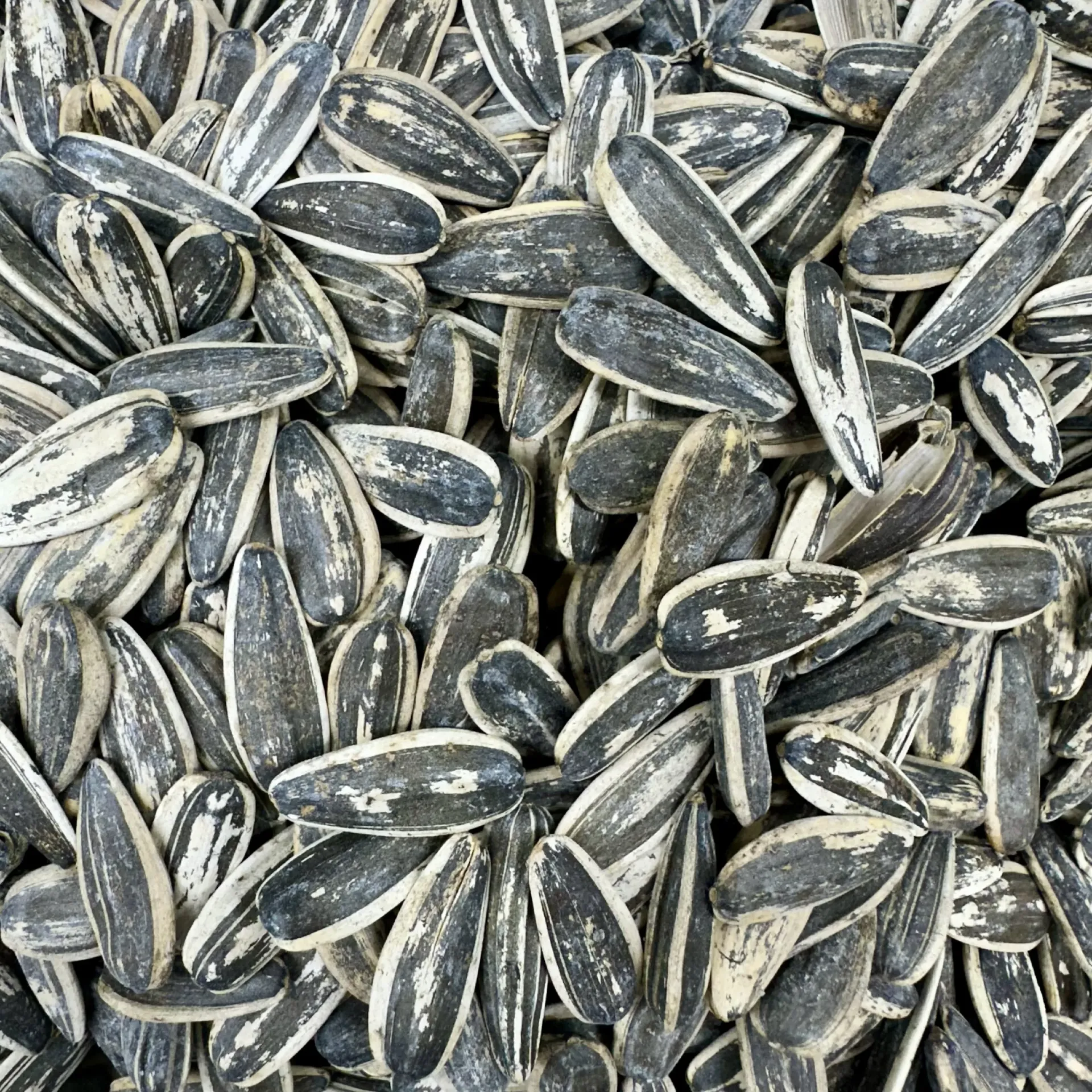 Salted Sunflower Seeds