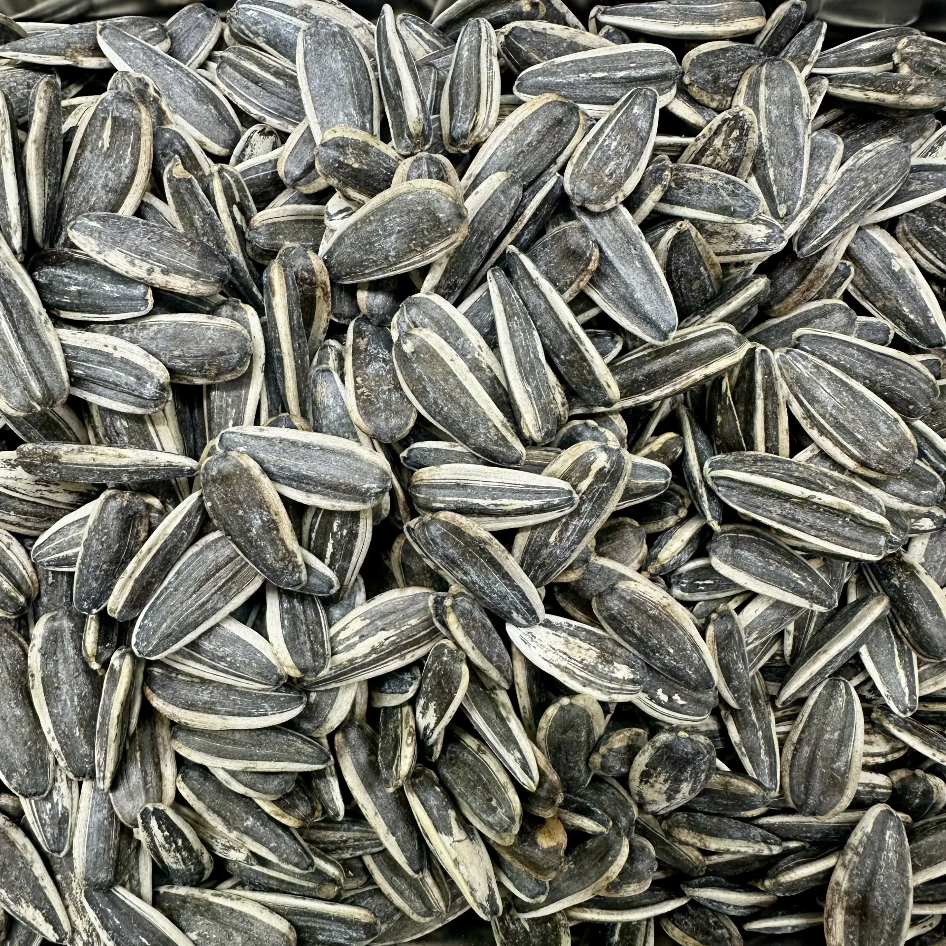 بزر شمس محمص بدون ملح